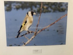 Exposición de aves de la comarca